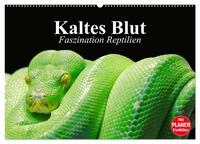 Kaltes Blut. Faszination Reptilien (Wandkalender 2025 DIN A2 quer), CALVENDO Monatskalender