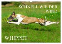 Schnell wie der Wind - Whippet (Wandkalender 2025 DIN A2 quer), CALVENDO Monatskalender