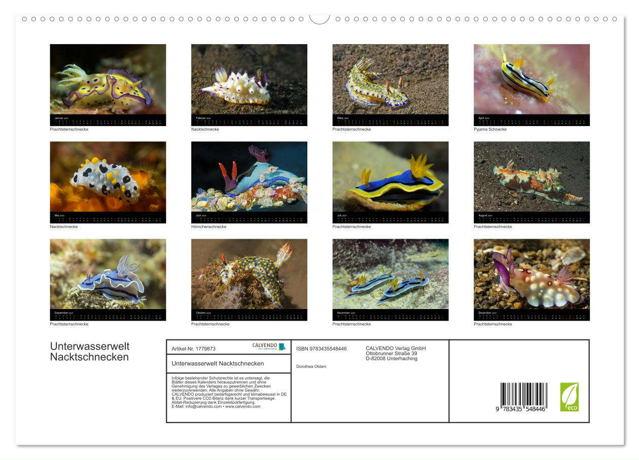 Unterwasserwelt Nacktschnecken (hochwertiger Premium Wandkalender 2025 DIN A2 quer), Kunstdruck in Hochglanz