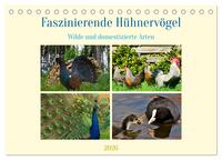 Faszinierende Hühnervögel (Tischkalender 2026 DIN A5 quer), CALVENDO Monatskalender