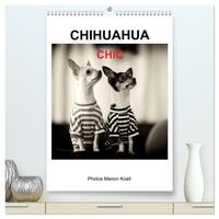 CHIHUAHUA CHIC Photos Marion Koell (hochwertiger Premium Wandkalender 2026 DIN A2 hoch), Kunstdruck in Hochglanz