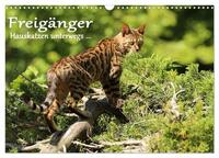 Freigänger - Hauskatzen unterwegs (Wandkalender 2025 DIN A3 quer), CALVENDO Monatskalender