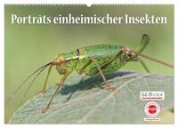 GEOclick Lernkalender: Porträts einheimischer Insekten (Wandkalender 2025 DIN A2 quer), CALVENDO Monatskalender