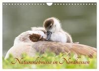 Naturerlebnisse in Nordhessen (Wandkalender 2025 DIN A4 quer), CALVENDO Monatskalender