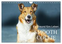 Ein Freund fürs Leben - Smooth Collie (Wandkalender 2025 DIN A4 quer), CALVENDO Monatskalender