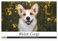 Welsh Corgi - Der Kobold unter den Hunden (Wandkalender 2025 DIN A3 quer), CALVENDO Monatskalender