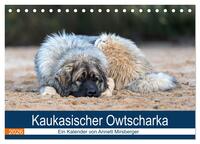 Kaukasischer Owtscharka (Tischkalender 2026 DIN A5 quer), CALVENDO Monatskalender