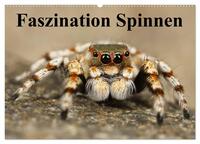 Faszination Spinnen (Wandkalender 2025 DIN A2 quer), CALVENDO Monatskalender