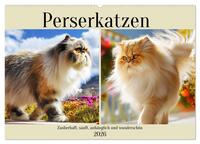 Perserkatzen. Zauberhaft, sanft, anhänglich und wunderschön (Wandkalender 2026 DIN A2 quer), CALVENDO Monatskalender