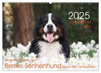 Ein Jahr mit BÄR. Begleiten Sie Bär, den Berner Sennenhund, durch die Jahreszeiten. (Wandkalender 2025 DIN A2 quer), CALVENDO Monatskalender