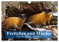 Vorderes Coverbild Frettchen und Marder. Frech, witzig, niedlich (Wandkalender 2026 DIN A4 quer), CALVENDO Monatskalender