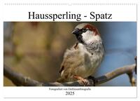 Haussperling - Spatz fotografiert von Ostfriesenfotografie (Wandkalender 2025 DIN A2 quer), CALVENDO Monatskalender