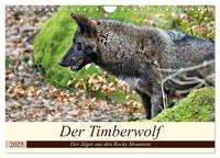 Der Timberwolf - Der Jäger aus den Rocky Mountains (Wandkalender 2025 DIN A4 quer), CALVENDO Monatskalender