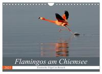 Flamingos am Chiemsee (Wandkalender 2025 DIN A4 quer), CALVENDO Monatskalender