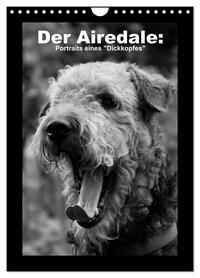 Der Airedale: Portraits eines "Dickkopfes" (Wandkalender 2026 DIN A4 hoch), CALVENDO Monatskalender