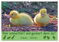 Wer schnattert und gackert denn da? - Küken-Edition (Wandkalender 2025 DIN A2 quer), CALVENDO Monatskalender