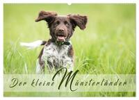 Der kleine Münsterländer (Wandkalender 2025 DIN A2 quer), CALVENDO Monatskalender