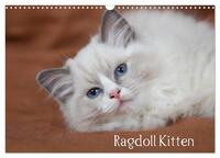 Vorderes Coverbild Ragdoll Kitten (Wandkalender 2025 DIN A3 quer), CALVENDO Monatskalender