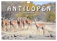 Vorderes Coverbild Antilopen, schön und schnell (Wandkalender 2025 DIN A4 quer), CALVENDO Monatskalender
