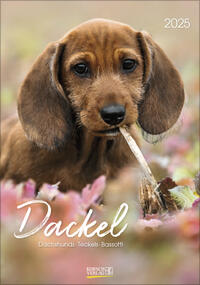 Dackel 2025