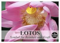 Lotos. Symbol für Reinheit und Kraft (Wandkalender 2025 DIN A2 quer), CALVENDO Monatskalender