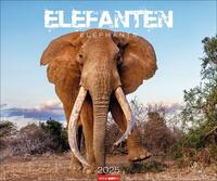 Vorderes Coverbild Elefanten Kalender 2025