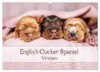 English Cocker Spaniel Welpen (Wandkalender 2025 DIN A2 quer), CALVENDO Monatskalender