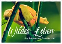 Wildes Leben - Ein Streifzug auf Zehenspitzen (Wandkalender 2026 DIN A2 quer), CALVENDO Monatskalender