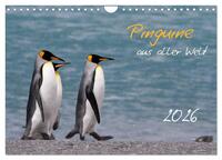 Pinguine aus aller Welt (Wandkalender 2026 DIN A4 quer), CALVENDO Monatskalender