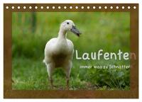 Laufenten immer was zu Schnattern (Tischkalender 2026 DIN A5 quer), CALVENDO Monatskalender
