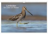 Limikolen - Ein Leben am Wasser (Wandkalender 2025 DIN A4 quer), CALVENDO Monatskalender