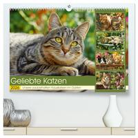 Geliebte Katzen. Unsere zauberhaften Hauskatzen im Garten (hochwertiger Premium Wandkalender 2026 DIN A2 quer), Kunstdruck in Hochglanz