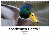Stockenten Portrait (Wandkalender 2025 DIN A2 quer), CALVENDO Monatskalender