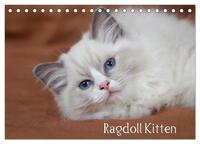 Vorderes Coverbild Ragdoll Kitten (Tischkalender 2025 DIN A5 quer), CALVENDO Monatskalender
