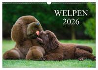 Welpen 2026 (Wandkalender 2026 DIN A3 quer), CALVENDO Monatskalender