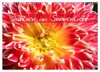 Dahlien im Sonnenlicht (Wandkalender 2025 DIN A3 quer), CALVENDO Monatskalender