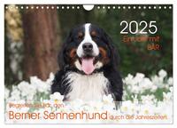 Ein Jahr mit BÄR. Begleiten Sie Bär, den Berner Sennenhund, durch die Jahreszeiten. (Wandkalender 2025 DIN A4 quer), CALVENDO Monatskalender