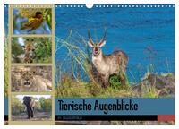 Tierische Augenblicke in Südafrika (Wandkalender 2025 DIN A3 quer), CALVENDO Monatskalender