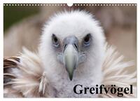 Greifvögel (Wandkalender 2026 DIN A3 quer), CALVENDO Monatskalender