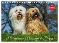 Havaneser - Herz auf 4 Pfoten (Wandkalender 2025 DIN A4 quer), CALVENDO Monatskalender