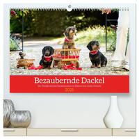 Bezaubernde Dackel (hochwertiger Premium Wandkalender 2025 DIN A2 quer), Kunstdruck in Hochglanz
