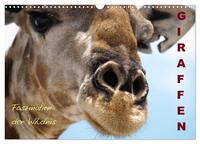 Giraffen – Faszination der Wildnis (Wandkalender 2026 DIN A3 quer), CALVENDO Monatskalender