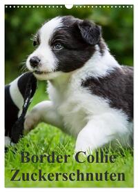 Border Collie Zuckerschnuten (Wandkalender 2026 DIN A3 hoch), CALVENDO Monatskalender
