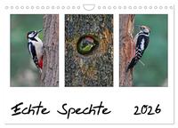 Echte Spechte (Wandkalender 2026 DIN A4 quer), CALVENDO Monatskalender