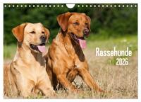 Rassehunde (Wandkalender 2026 DIN A4 quer), CALVENDO Monatskalender