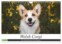 Welsh Corgi - Der Kobold unter den Hunden (Wandkalender 2026 DIN A4 quer), CALVENDO Monatskalender