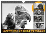 Tieren ins Gesicht geschaut (Wandkalender 2025 DIN A4 quer), CALVENDO Monatskalender