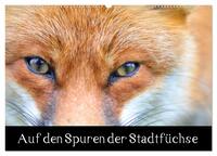 Auf den Spuren der Stadtfüchse (Wandkalender 2025 DIN A2 quer), CALVENDO Monatskalender
