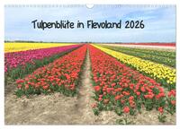 Tulpenblüte in Flevoland 2026 (Wandkalender 2026 DIN A3 quer), CALVENDO Monatskalender