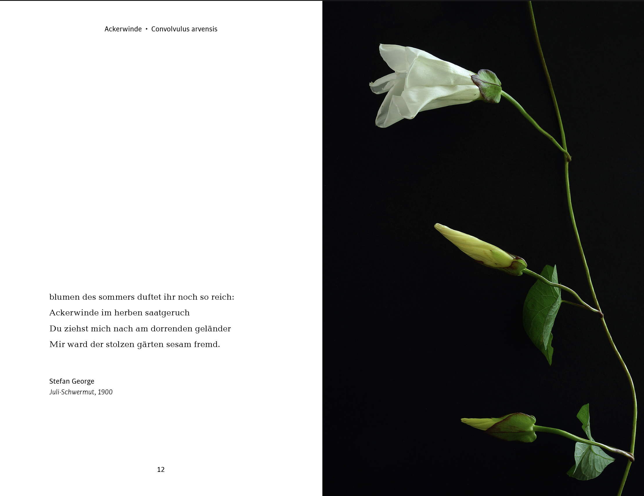 Beispielinhalt (Bild) Wildblumen